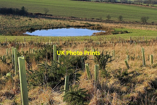 Photo 6"x4" Pond Near Redmires Farm Bildershaw c2009