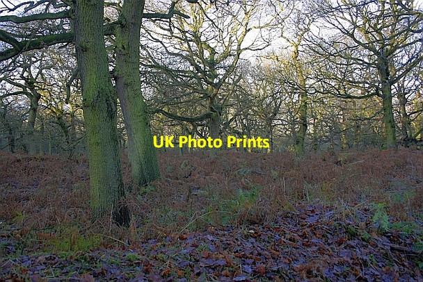 Photo 6"x4" Brusselton Wood Bildershaw c2009