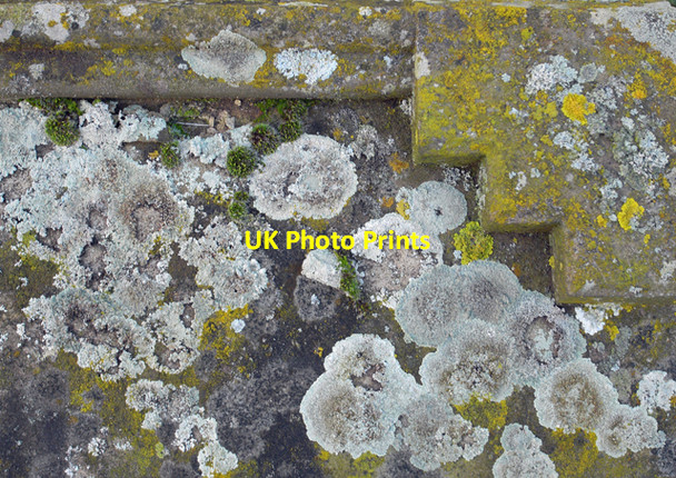 Photo 6"x4" Lichen on Tombstone, St. John's, Croxton Croxton\/TA0912 c2009