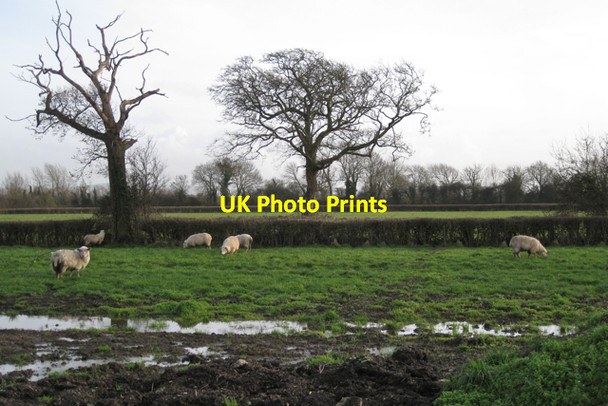 Photo 6"x4" Field of sheep near Southfield Farm, south of Clevedon Clevedon c2009