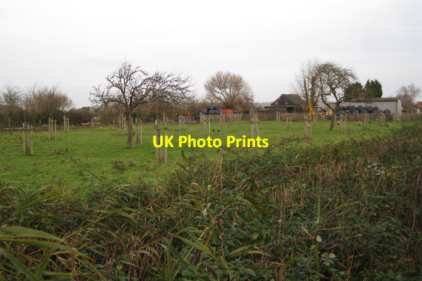 Photo 6"x4" Replanted orchard west of Dowlais Farm Clevedon c2009