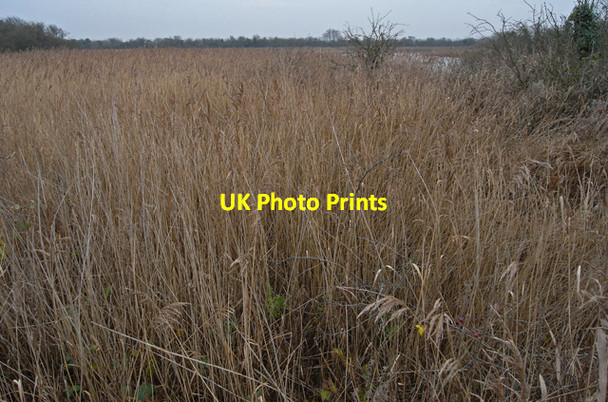 Photo 6"x4" Reedbeds, Barrow Haven Barton-Upon-Humber c2009