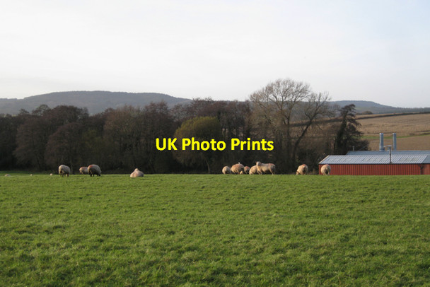 Photo 6"x4" Grassland, Cofton Cross Cofton c2009