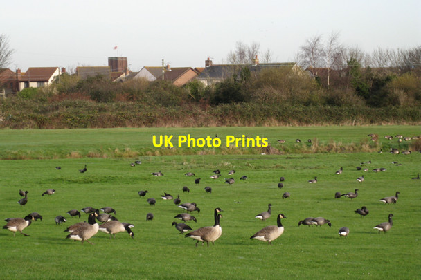 Photo 6"x4" Geese on Oak Meadow golf course, Starcross Starcross c2009