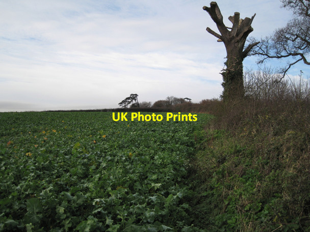 Photo 6"x4" Crop near the summit of Easter Hill Cofton c2009