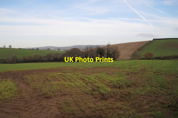 Photo 6"x4" Strip of woodland north-west of Easter Hill Cofton c2009