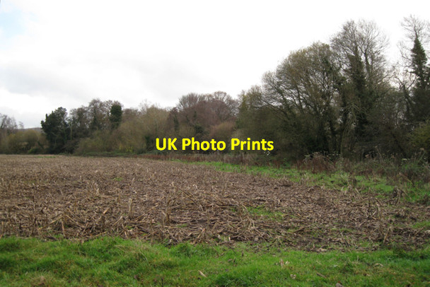 Photo 6"x4" Willows and alders by a brook, Middle Duckaller Cofton c2009
