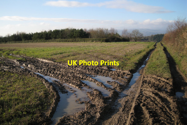 Photo 6"x4" Recent forestry plantation west of Hestow Road Ashwell\/SX8974 c2009