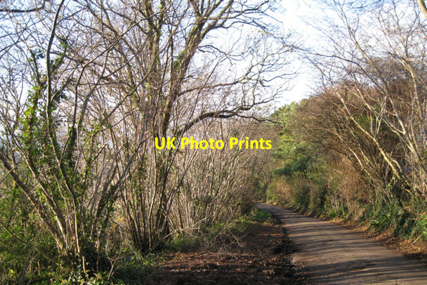 Photo 6"x4" Coppiced hazel, Lindridge Hill Kingsteignton c2009