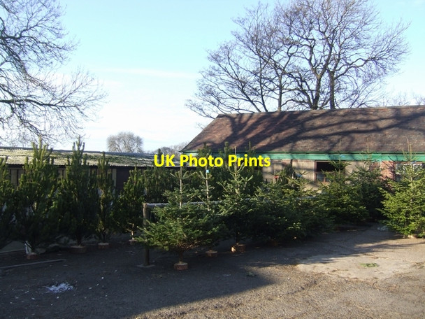 Photo 6"x4" Christmas trees for sale at Oakley Farm Wednesfield c2009