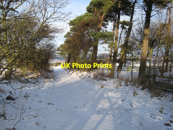 Photo 6"x4" Footpath through Moss Plantation. Hedley on the Hill c2009