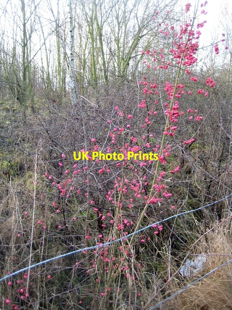 Photo 6"x4" Lofthouse Colliery Nature Park Tour (13) Lofthouse\/SE3325 c2009