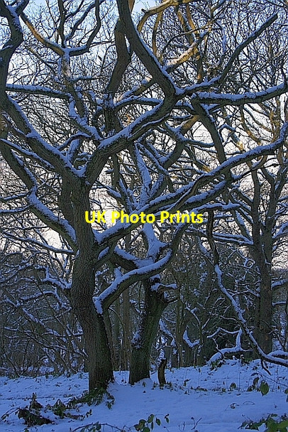 Photo 6"x4" Newton Wood Great Ayton c2009