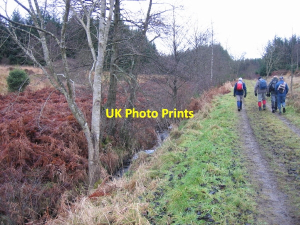 Photo 6"x4" March Burn and Forest Track, Pundershaw March Burn\/NY8080 c2009