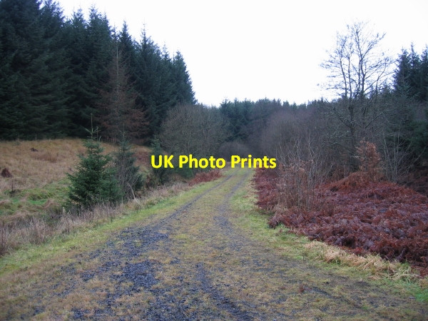Photo 6"x4" Forest Track leading to Watson's Walls Watson's Walls c2009