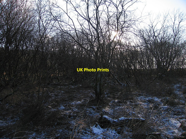 Photo 6"x4" Shrubs in the bog, Cors Caron Nature Reserve Tregaron c2010