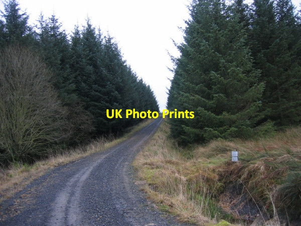 Photo 6"x4" Forest Track near Monied Rigg Cairnglastenhope\/NY7580 c2009