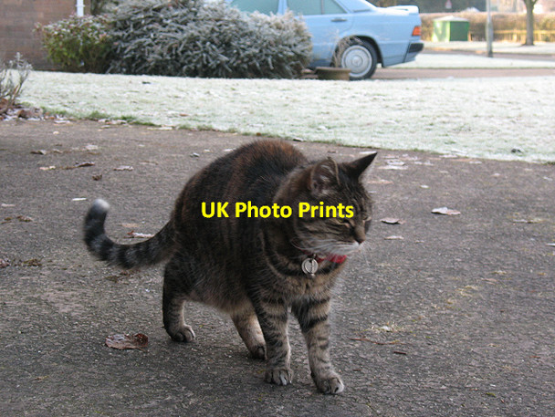 Photo 6"x4" Frosty feline Sandbach c2010