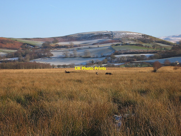 Photo 6"x4" Horses grazing in the bog, Cors Caron Nature Reserve Swyddffynnon c2010