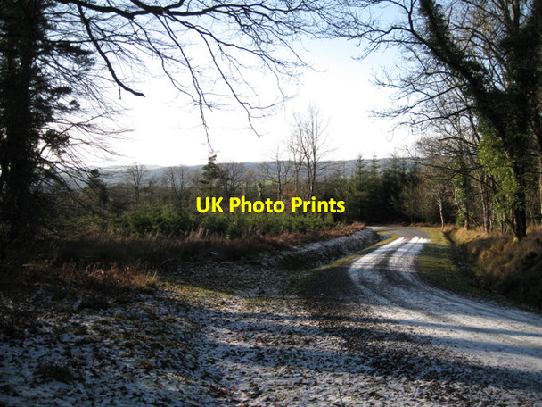 Photo 6"x4" Z-bend on forestry track, Higher Kiddens (2) Underdown\/SX8885 c2010