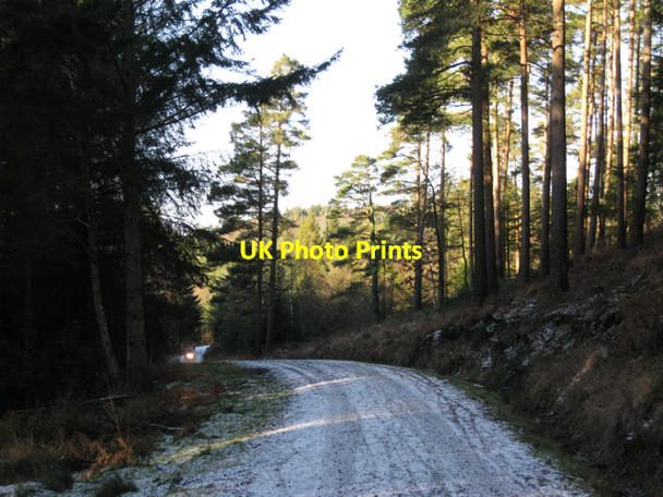 Photo 6"x4" Track below Buller's Hill, Haldon Forest Park Underdown\/SX8885 c2010