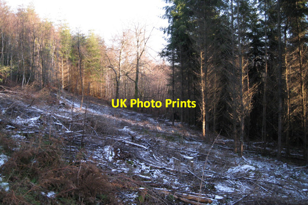 Photo 6"x4" Snow-dusted brash, Haldon Forest Park Underdown\/SX8885 c2010