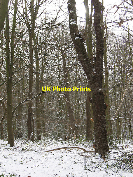Photo 6"x4" Winter in Elmstead Woods (1) Bromley\/TQ4069 c2010