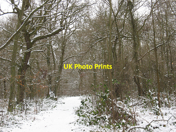 Photo 6"x4" Winter in Elmstead Woods (6) Bromley\/TQ4069 c2010
