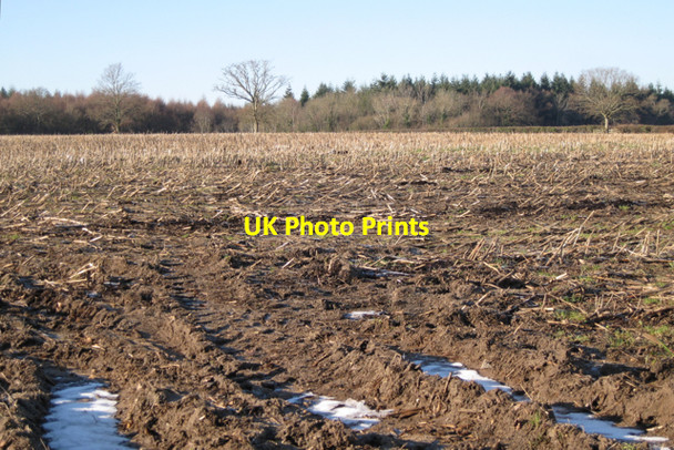 Photo 6"x4" Plantation near Stover Park Preston\/SX8574 c2010
