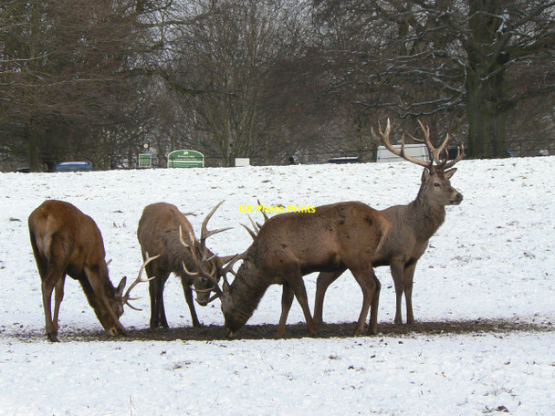 Photo 6"x4" Red Deer in Wollaton Park Stapleford\/SK5037 c2010 P1
