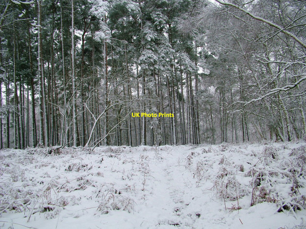 Photo 6"x4" Near Fittleworth Common Churchwood c2010