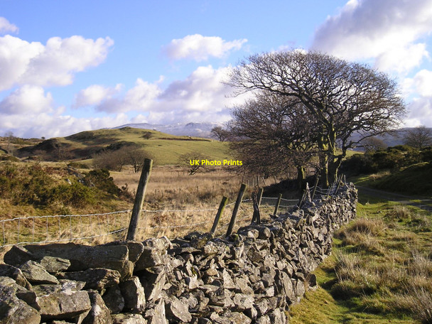 Photo 6"x4" Snowdonia: Wind Shaped Tree Llanfachreth c2006