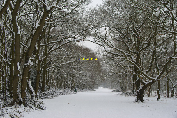 Photo 6"x4" Wimbledon Common - Bridleway Merton\/TQ2569 c2010