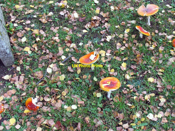 Photo 6"x4" St George, Esher, Surrey - Toadstools in churchyard Esher c2005 P1