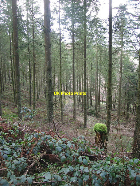 Photo 6"x4" Mossy forest at Bwlch-y-graig Strata Florida c2010