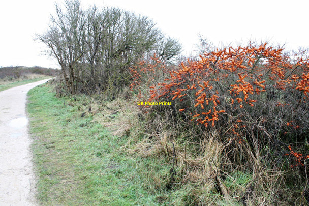 Photo 6"x4" Sea Buckthorn Seacroft\/TF5660 c2010