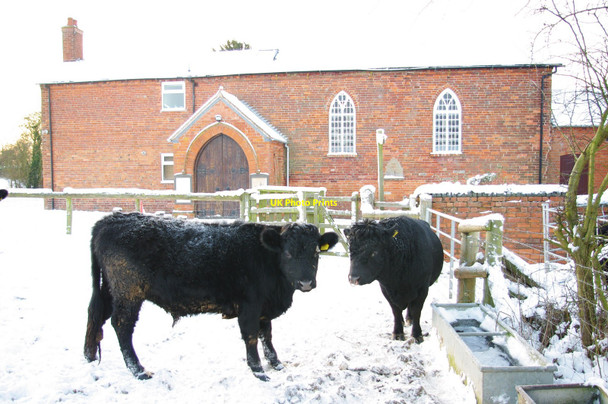 Photo 6"x4" Black Cattle Cookhill c2010
