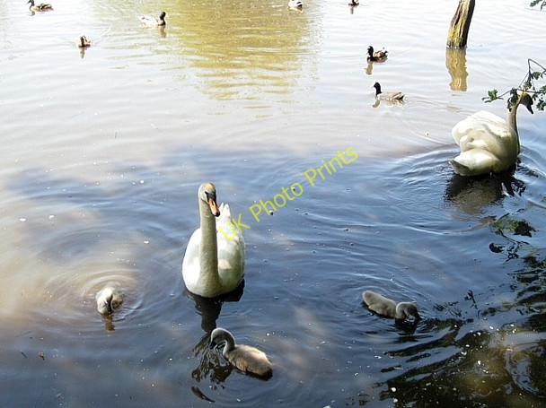 Photo 6"x4" Stanley Marsh Nature Reserve Stanley\/SE3424 c2009