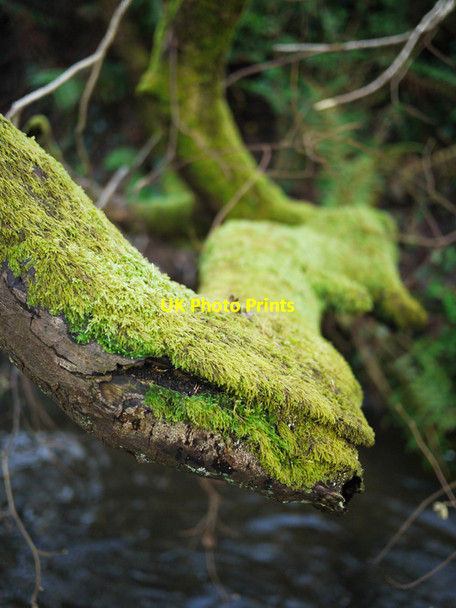 Photo 6"x4" Moss covered branch, Stricklands Glen Bangor\/J5081 c2010