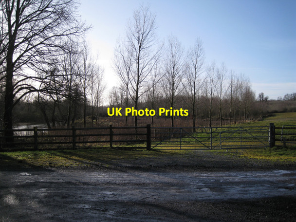 Photo 6"x4" Poplar plantation by the River Avon Stoneleigh\/SP3372 c2010