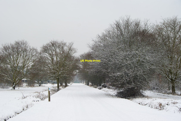 Photo 6"x4" Bridleway on Wimbledon Common Putney Heath c2010