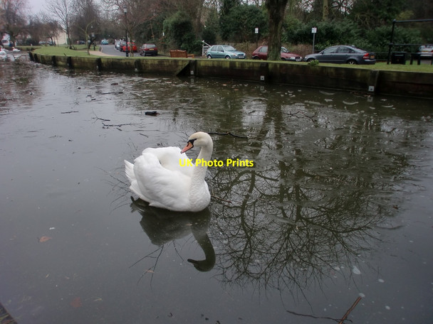 Photo 6"x4" Swan on New River Loop, Enfield Enfield\/TQ3396 c2010