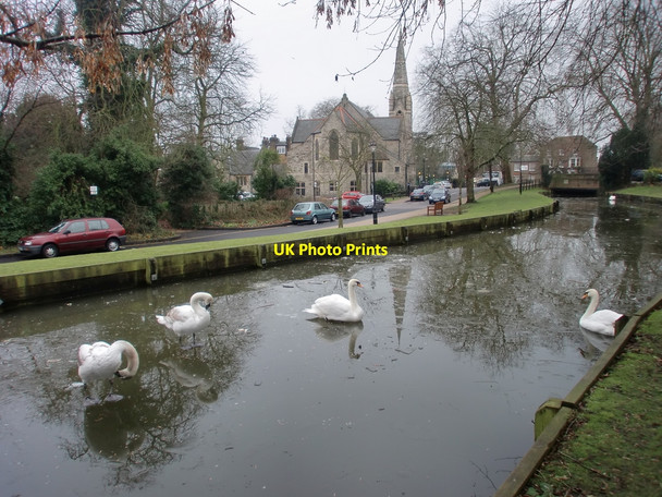 Photo 6"x4" Swans on New River Loop, Enfield Enfield\/TQ3396 c2010 P1