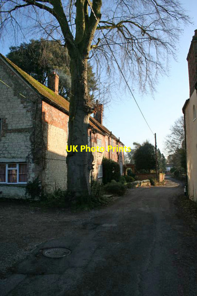Photo 6"x4" Tree on Bakers Lane Wallingford c2010