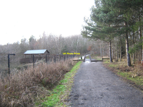 Photo 6"x4" The Great North Forest Trail Washington Sunderland Washington\/NZ3157 c2010