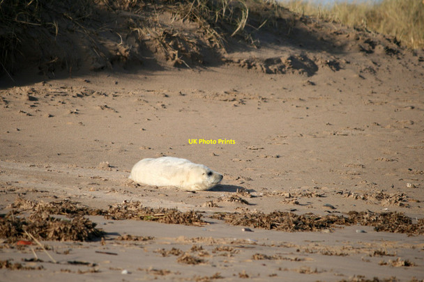 Photo 6"x4" Seal pup Seacroft\/TF5660 c2010