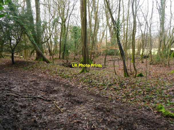 Photo 6"x4" Amport - Furzedown Lane Amport c2010