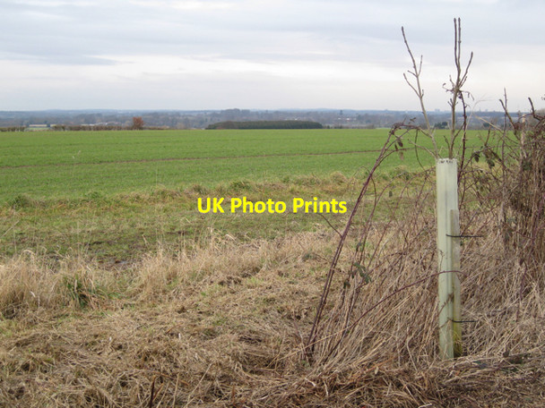 Photo 6"x4" Tree in tree shelter near North Cubbington Wood Cubbington c2010