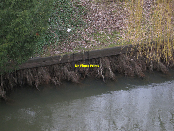 Photo 6"x4" Willow roots in the Cam Cambridge\/TL4658 c2010