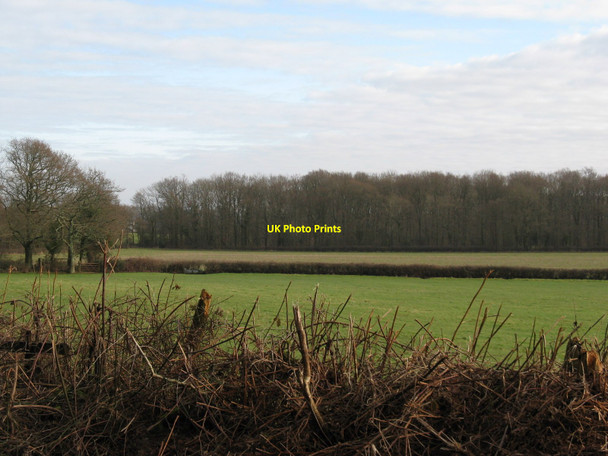 Photo 6"x4" Blandshotts Copse from Jobson's Lane Fisherstreet c2010